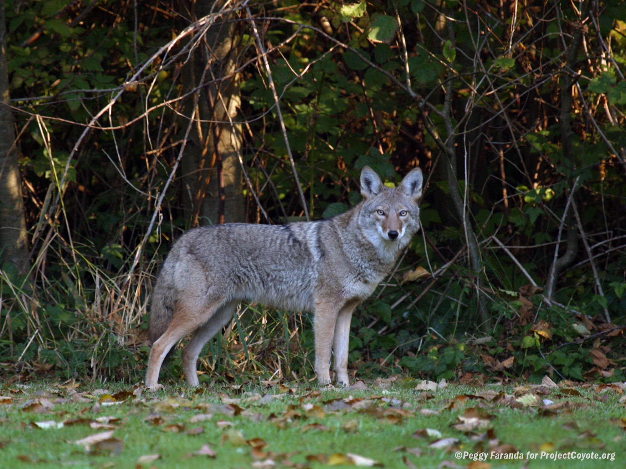 Coyote Spotted Visiting Backyard